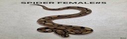 Python Snake reptiles for sale: Juvenile royal pythons ready to go  - Advert 12