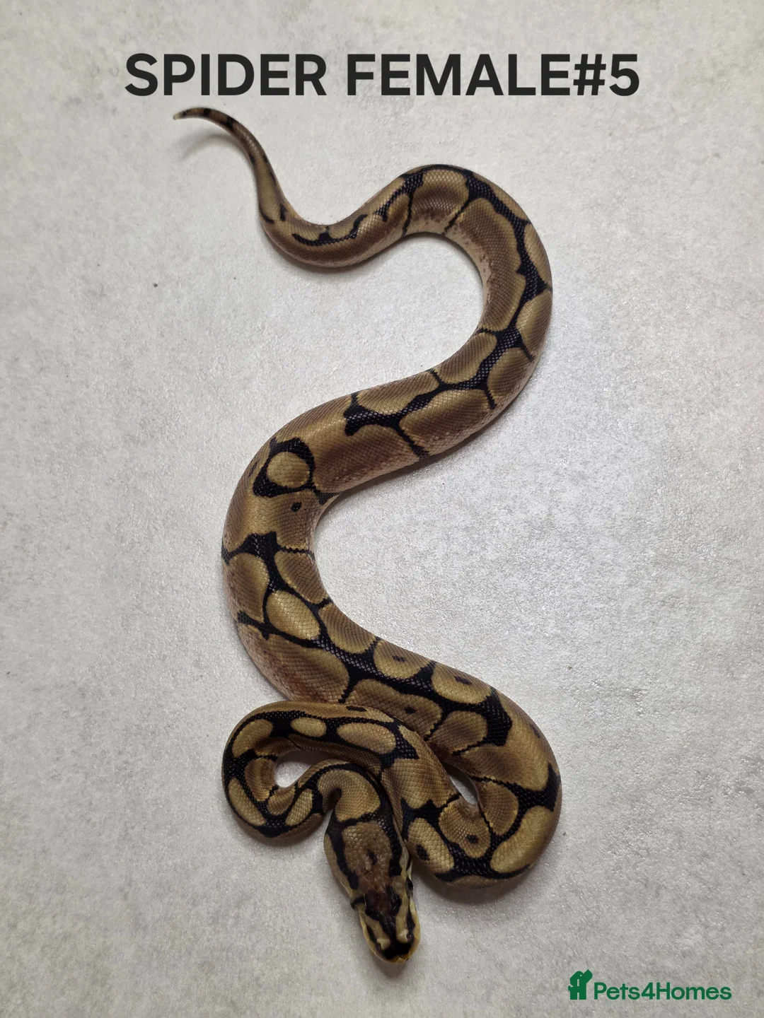 Python Snake reptiles for sale: Juvenile royal pythons ready to go  - Advert 12