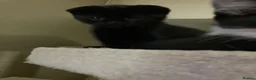 Scottish Fold cats for sale: Scottish folds for sale  - Advert 7