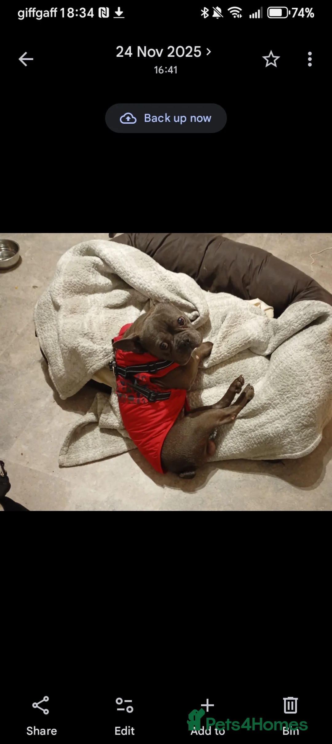 French Bulldog dogs for sale: Bluey in Liverpool - Advert 2