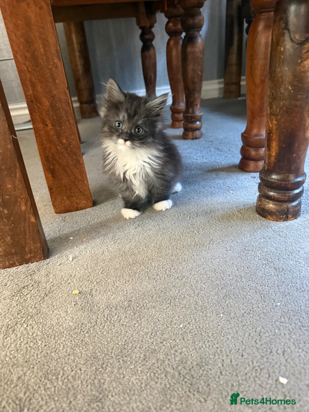 Mixed Breed cats for sale: Mixed mainecoons - Advert 1