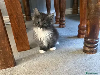 Mixed Breed cats Mixed mainecoons - Advert 1