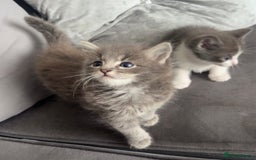 British Shorthair cats for sale: Beautiful British Shorthair Kittens  - Image 9