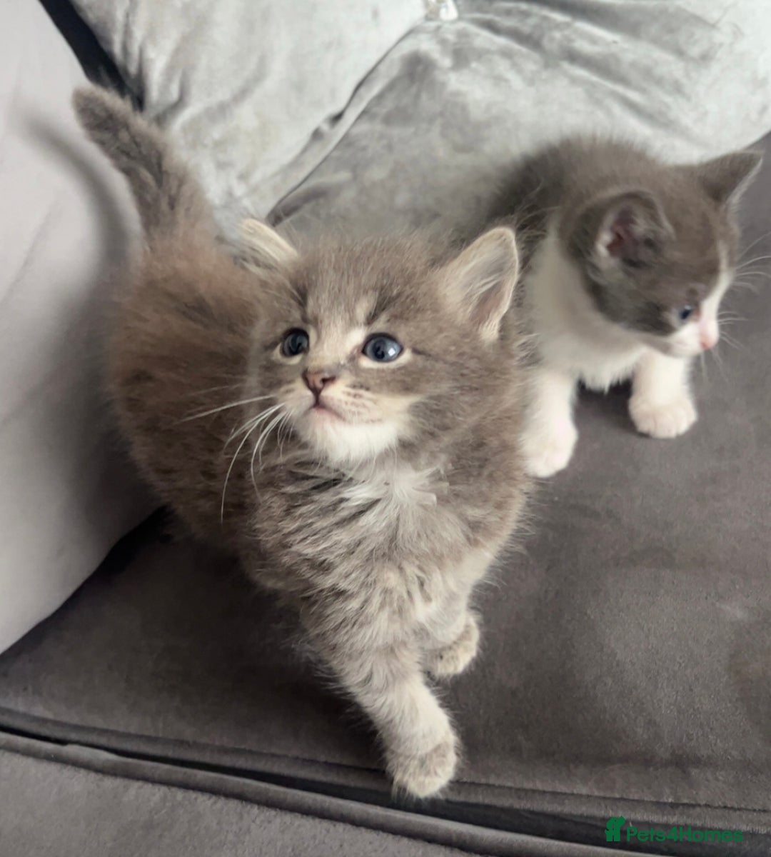 British Shorthair cats for sale: Beautiful British Shorthair Kittens  - Image 9