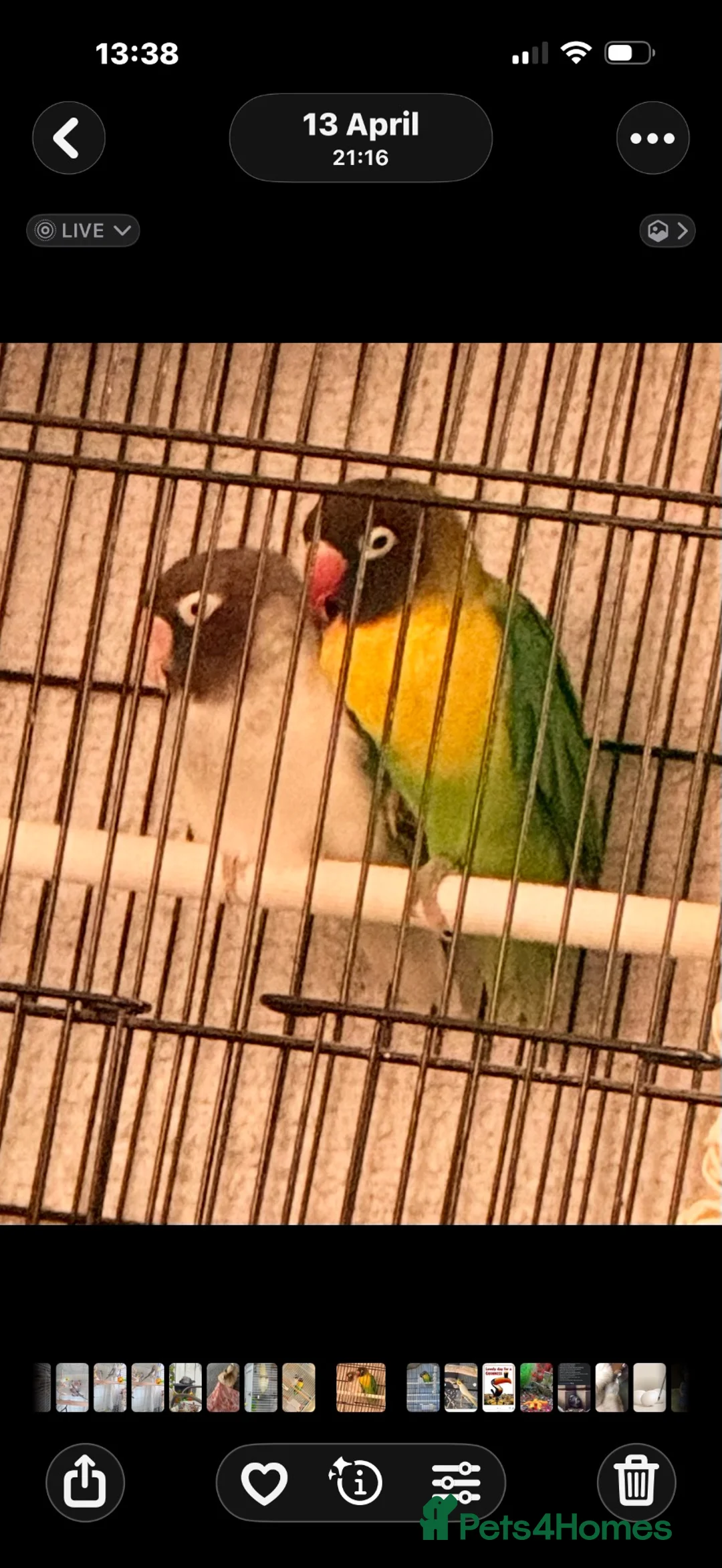 Lovebirds birds for sale: Pair of lovebirds  - Advert 2