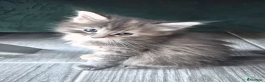 Maine Coon 4 grey/tort little girl