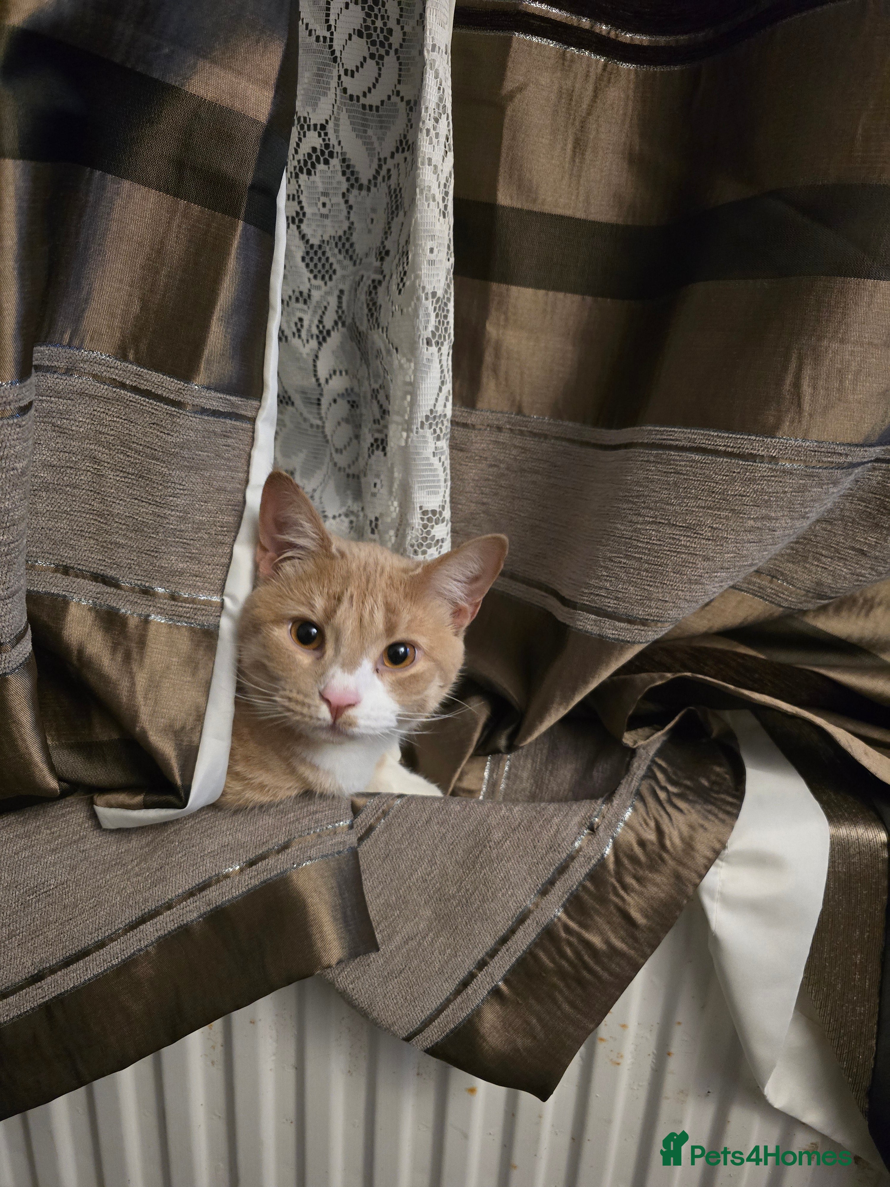 Mixed Breed cats FREE TO GOOD Home 7 month old ginger male in Swindon - Advert 1