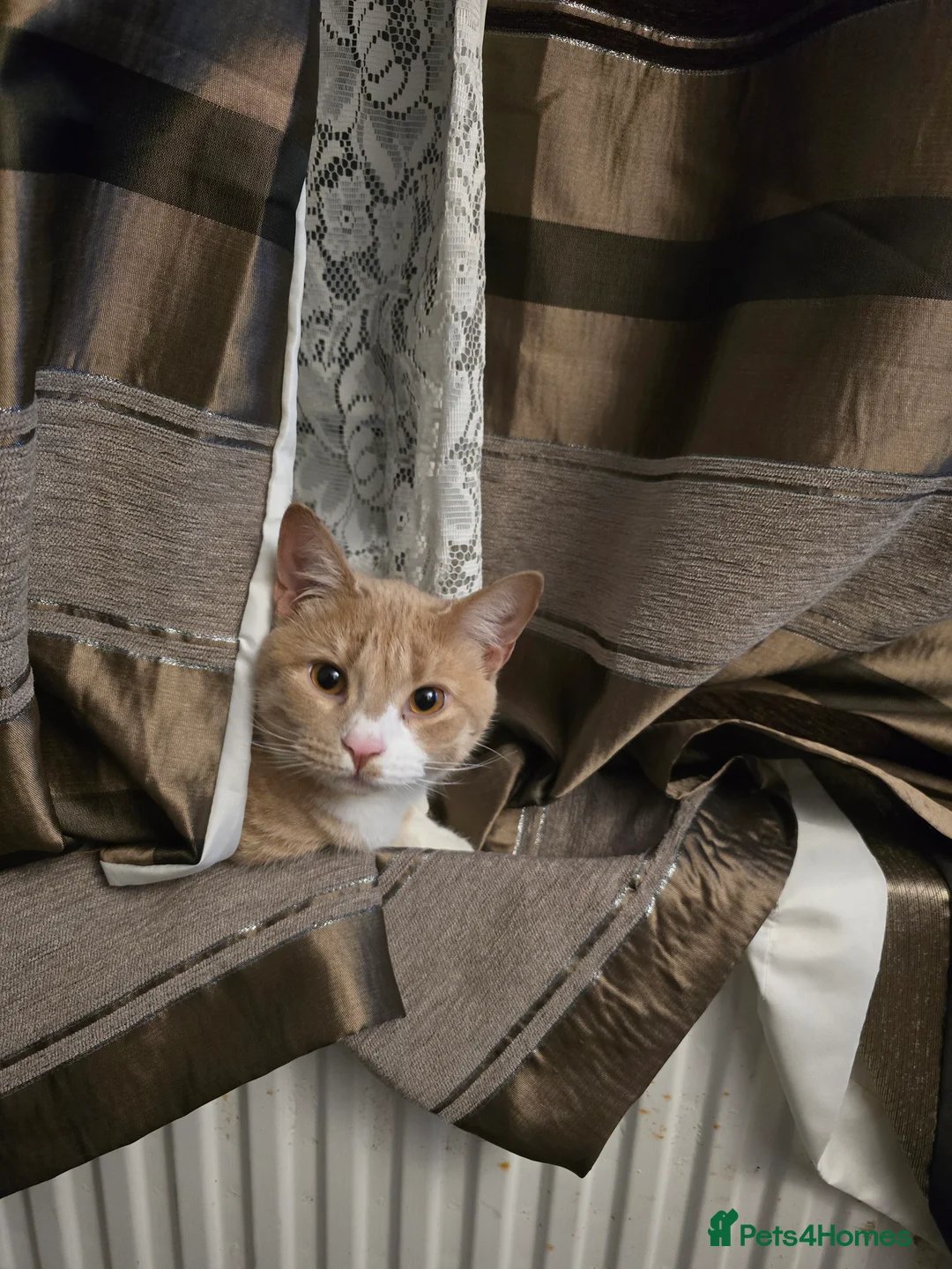 Mixed Breed cats for sale:  **  7 month old ginger male in Swindon - Advert 1