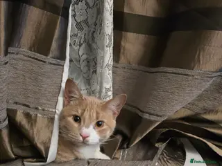 Mixed Breed cats FREE TO GOOD Home 7 month old ginger male in Swindon - Advert 1