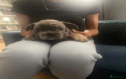 French Bulldog dogs for sale: beautiful frenchies - Image 23