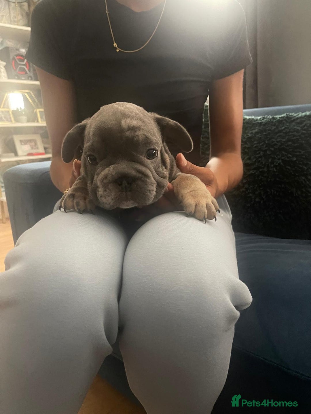 French Bulldog dogs for sale: beautiful frenchies - Image 23