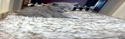 British Shorthair cats for sale: British shorthair kittens  - Advert 27