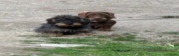 Dachshund dogs for sale: Standard Wired Haired Daschund/ Teckle  - Advert 2