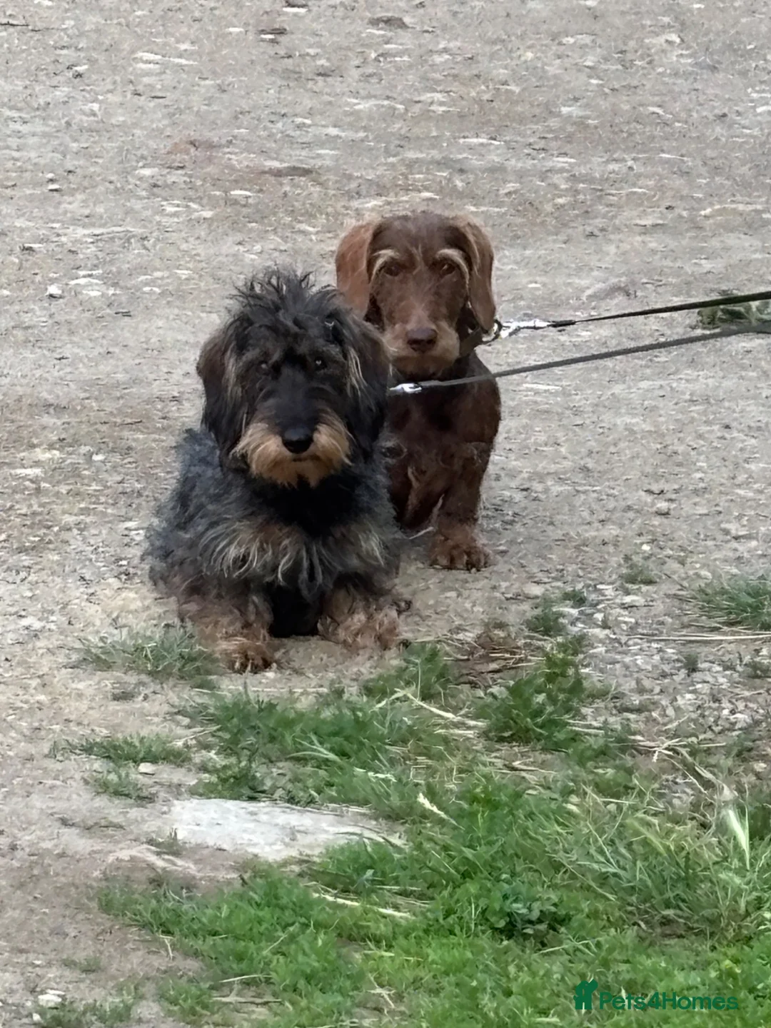 Dachshund dogs for sale: Standard Wired Haired Daschund/ Teckle  - Advert 2