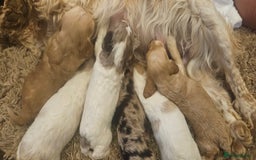 Cockapoo dogs for sale: Beautiful/healthy F1 cockapoo’s.3 girls🩷3 boys🩵 - Image 3