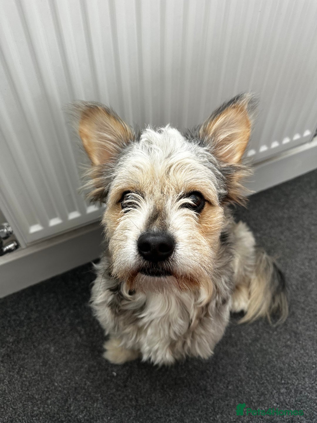 Mixed Breed dogs for sale: Froodle Boy  - Image 3