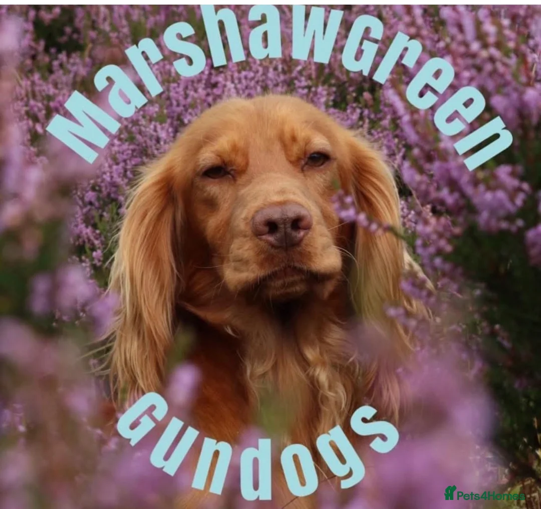 Cocker Spaniel dogs for sale: Stunning Red Kc Working Cocker Spaniels   - Advert 14