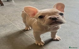 French Bulldog dogs for sale: Beautiful non kc female  - Image 21