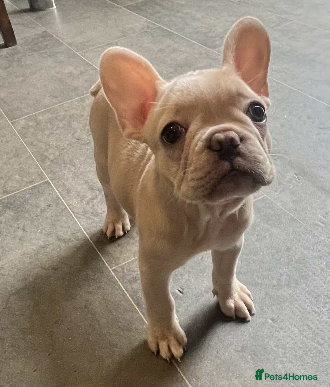 French Bulldog dogs for sale: Beautiful non kc female  - Image 21