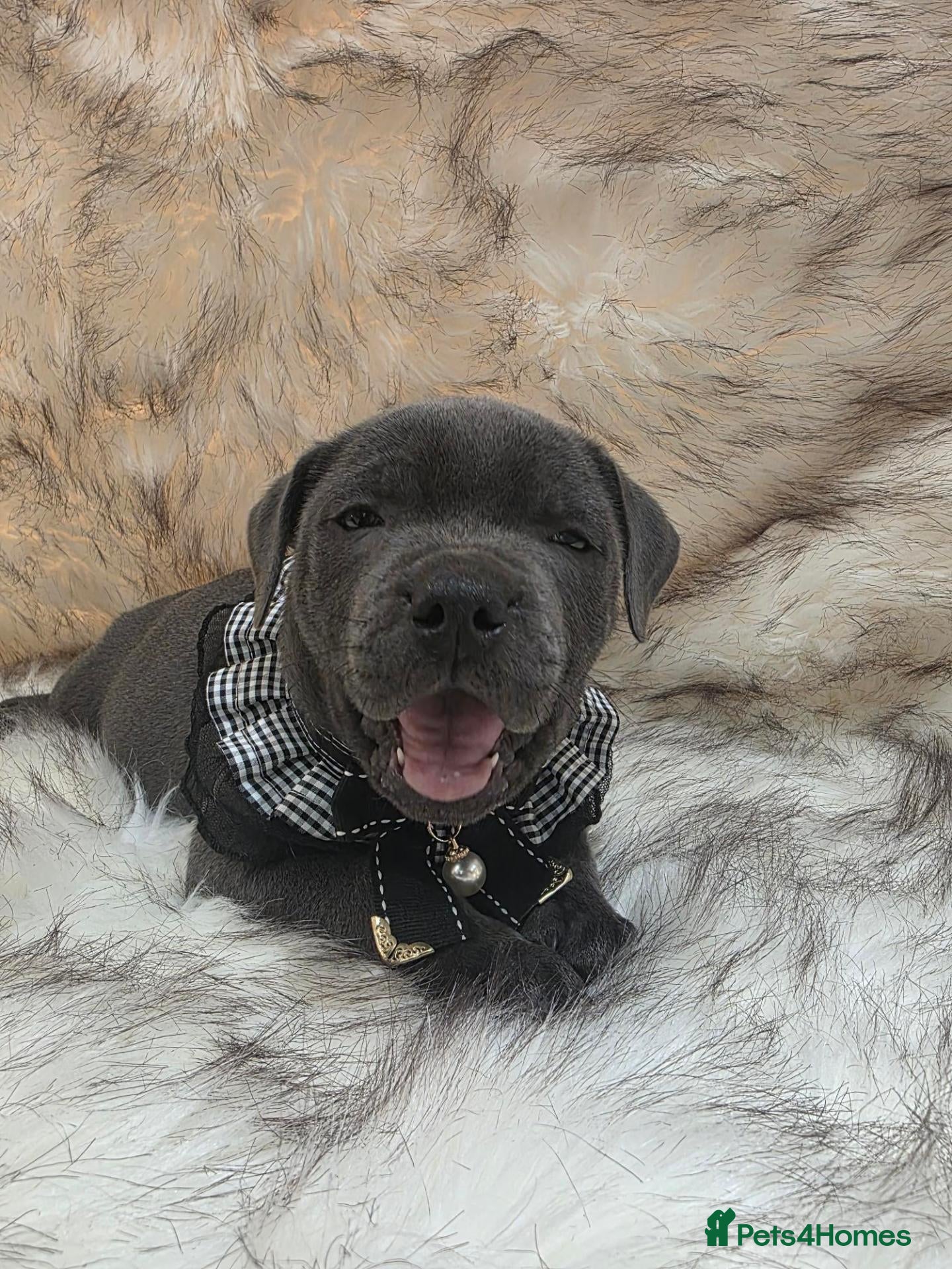 Staffordshire Bull Terrier dogs STUNNING BLUE STAFFY PUPPIES - Advert 12