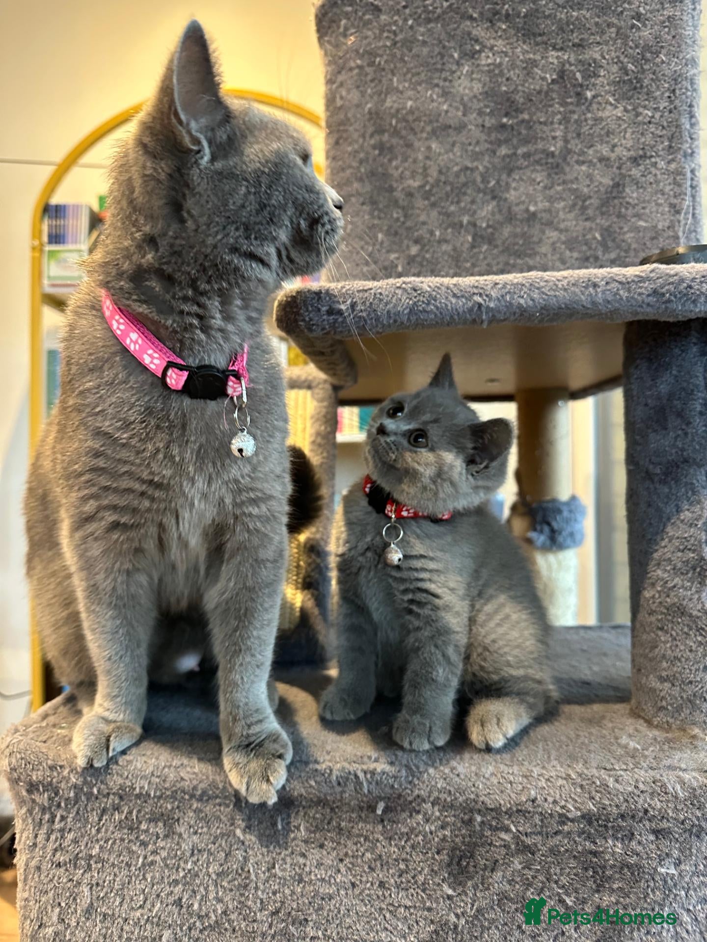 British Shorthair cats Adorable British Shorthair kitten in Kingston - Advert 1