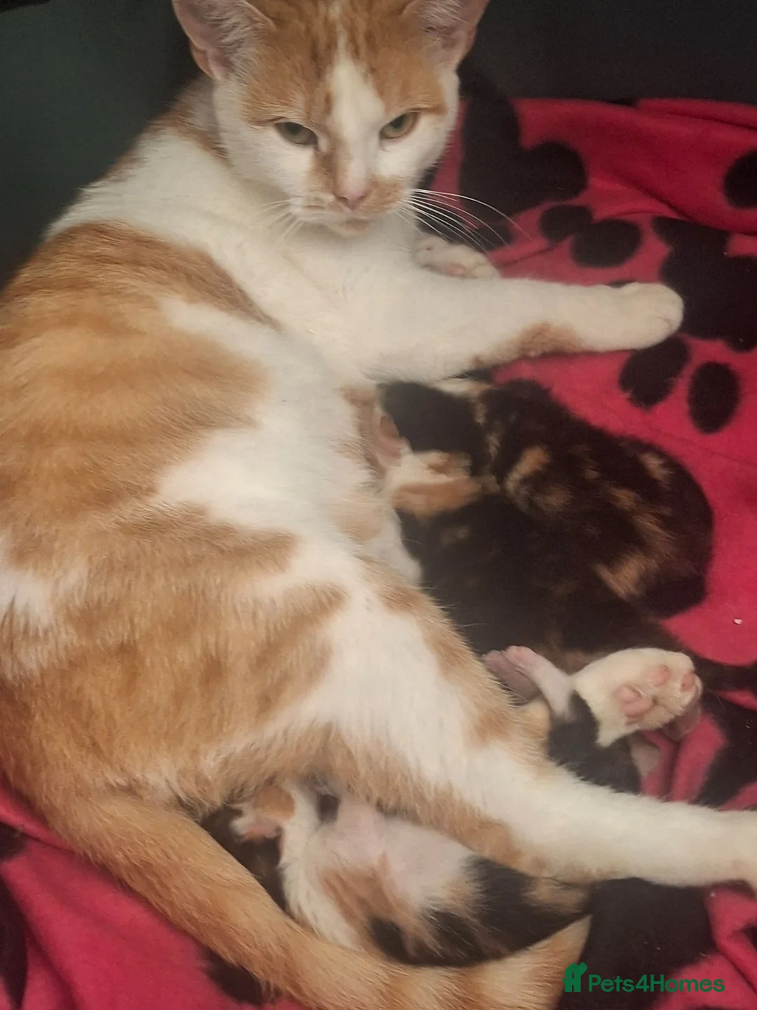 British Longhair cats for sale: Kittens  in Walsall - Advert 1