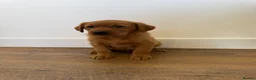 Goldador dogs for sale: Fantastic red goldador puppies  - Advert 14