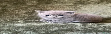 British Shorthair 2
