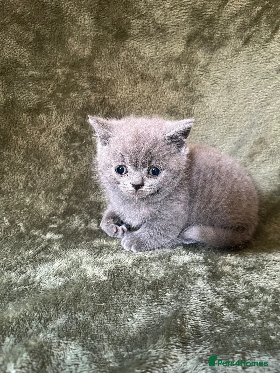 British Shorthair cats for sale: X3 Beautiful Boys available  - Advert 2