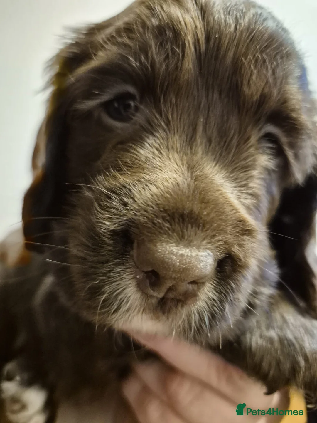 Sprocker dogs for sale: Chocolate Treats 🥰 - Advert 3