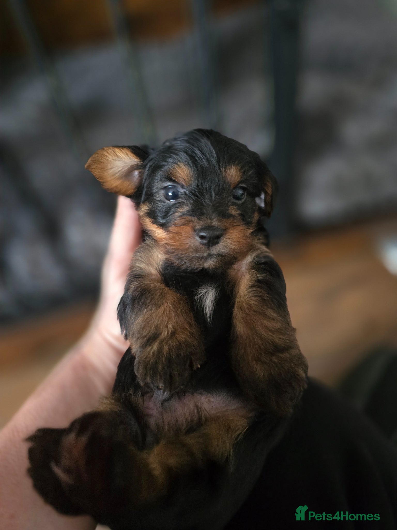Yorkshire Terrier dogs Yorkshire Terrier pups ready 24th June  - Advert 17