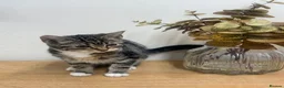 British Shorthair cats for sale: Kitten BHS beautiful grey and white  - Advert 19