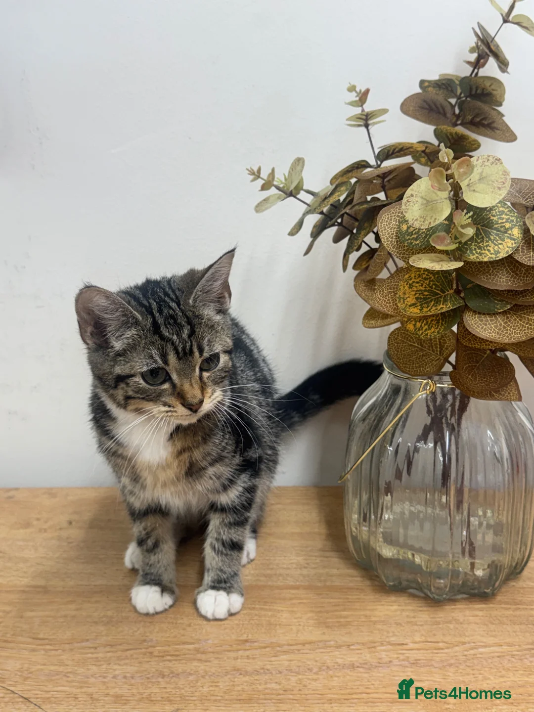 British Shorthair cats for sale: Kitten BHS beautiful grey and white  - Advert 19