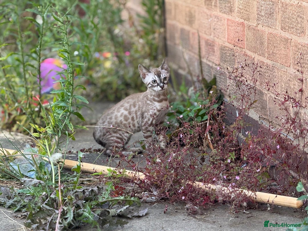 Bengal cats for sale: Champion line Bengal Snow Kittens  - Image 26
