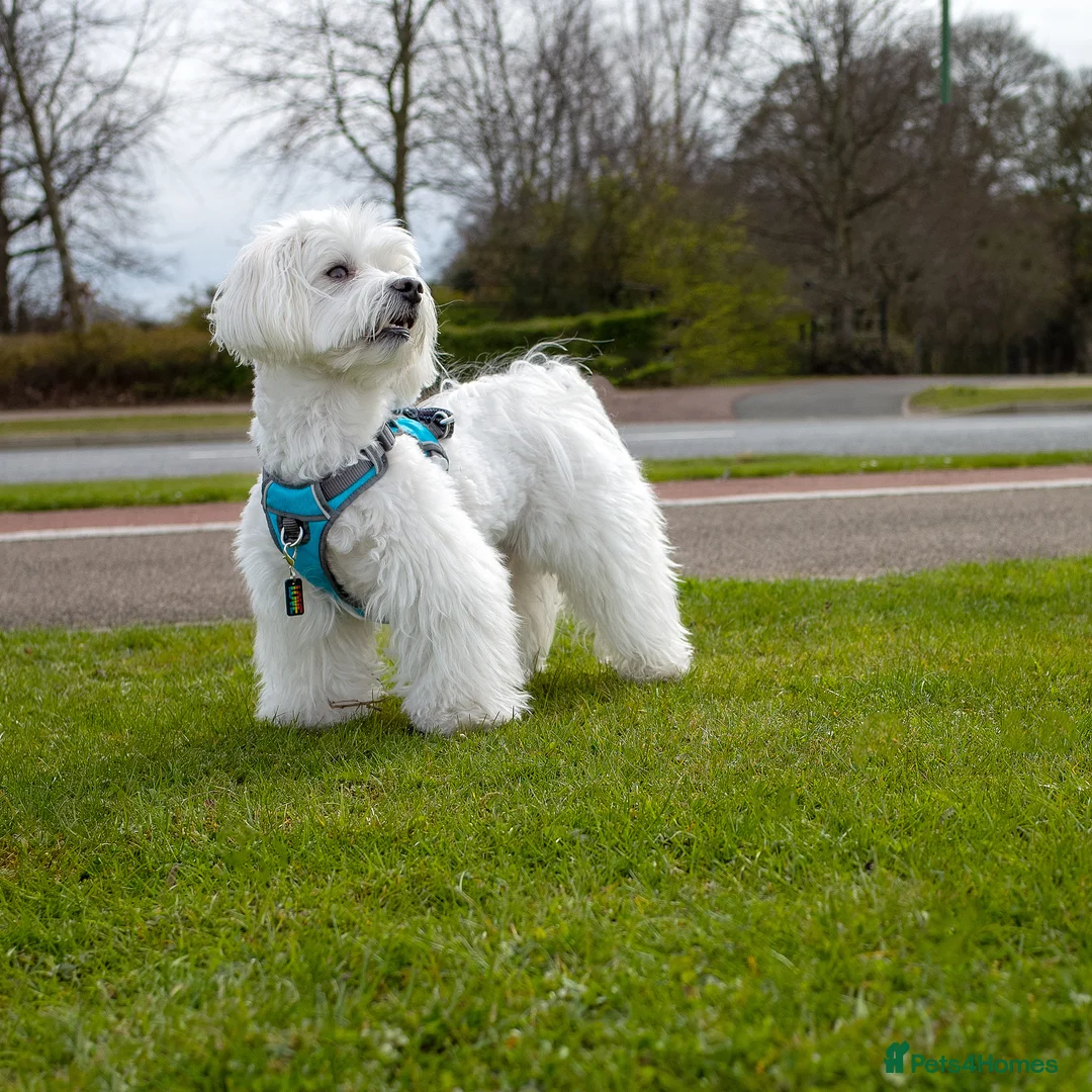 Maltese dogs for stud: Maltese Males (for Stud)  in Durham - Advert 6