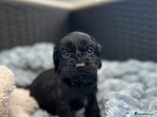 Cocker Spaniel dogs Boys only! Gorgeous puppies from DNA health tested - Advert 1