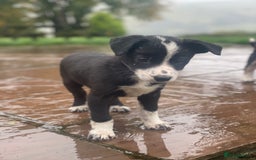 Border Collie dogs for sale: Lovely Border Collie pups available 🩷 - Image 3