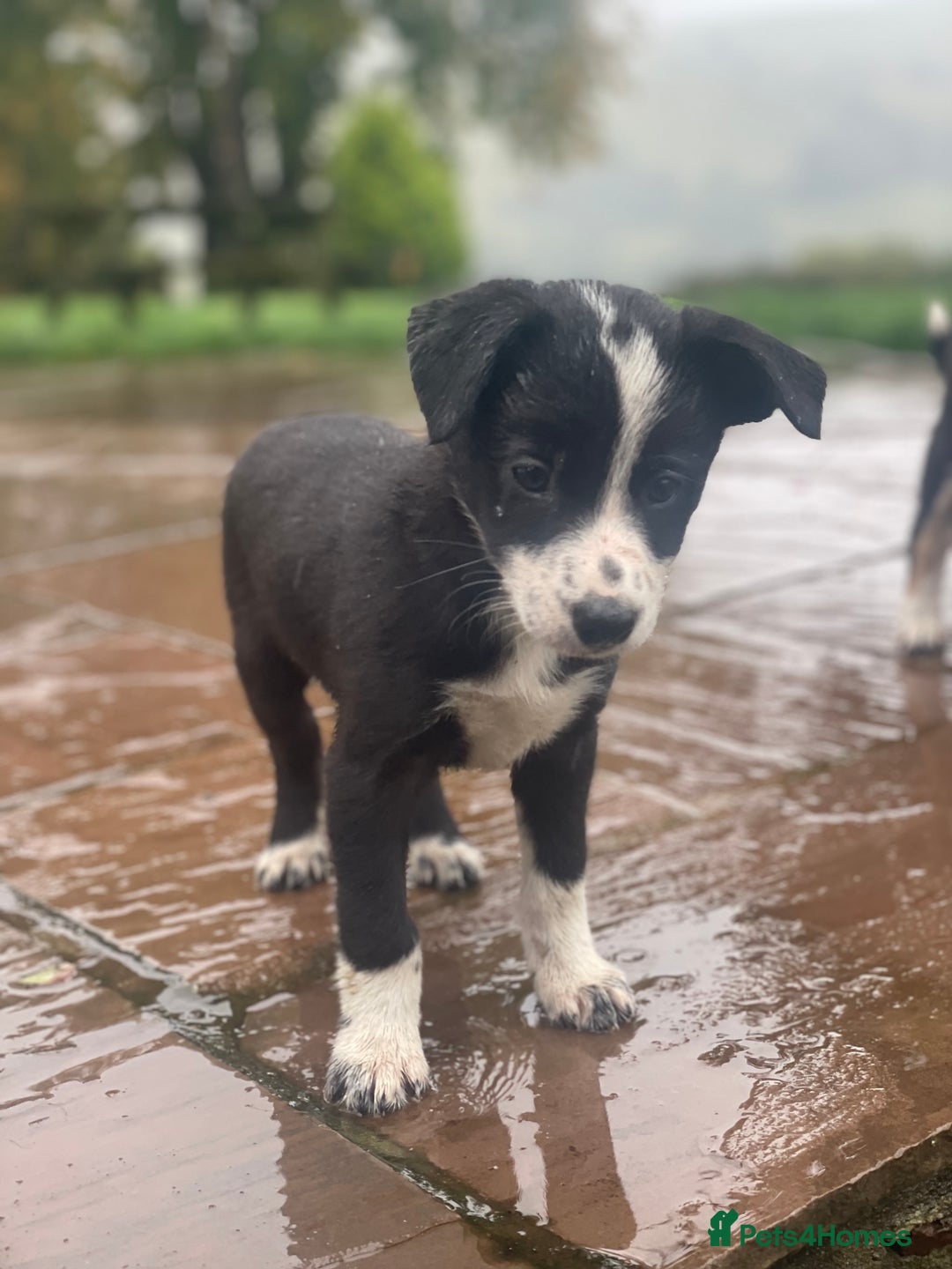 Border Collie dogs for sale: Lovely Border Collie pups available 🩷 - Image 3