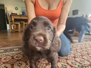 Cocker Spaniel dogs Cocker spaniel puppies - Advert 15