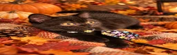 British Shorthair cats for sale: Supreme Champion Line British Shorthair Kittens - Advert 7
