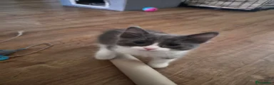"Tip tail" 