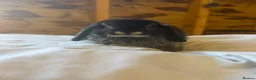 Mini Lop rabbits for sale: 🖤Gorgeous pure bred black otter mini lops 🖤 - Advert 4