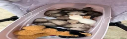 Ferret rodents for sale: Stunning Ferret. Kits  - Advert 4