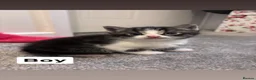 Mixed Breed cats for sale: Beautiful tabby kittens - Advert 3