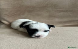 Coton De Tulear dogs for sale: Coton de Tulear puppies  - Image 3