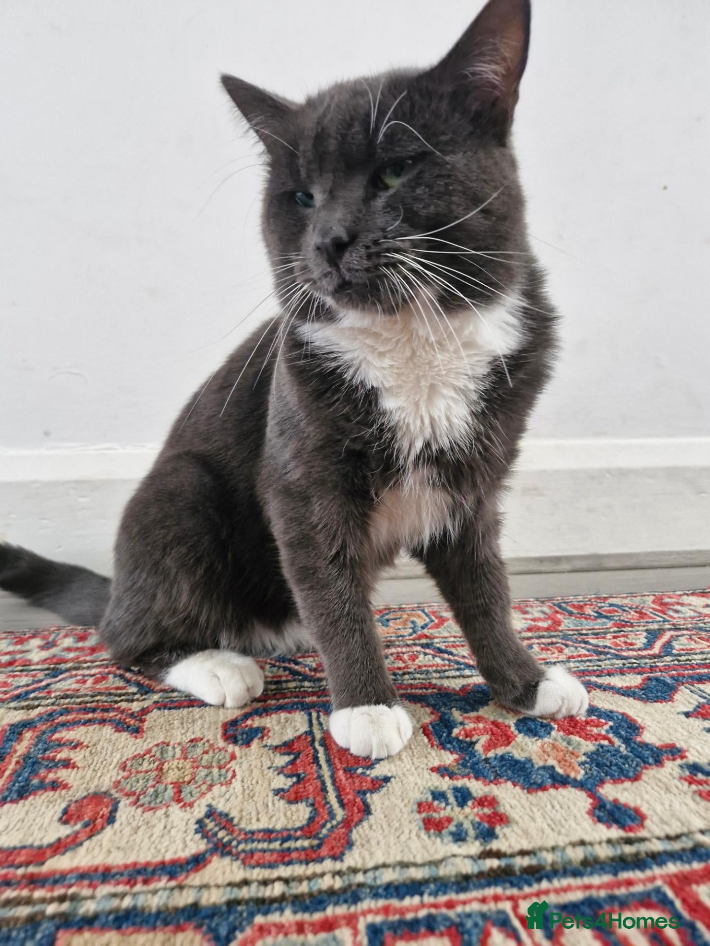 Domestic Shorthair cats 🐾 Meet Mimi! 🐾 - Advert 2