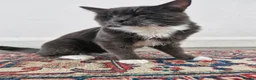 Domestic Shorthair cats for sale: 🐾 Meet Mimi! 🐾 - Advert 1