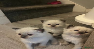Ragdoll cats - Advert 14