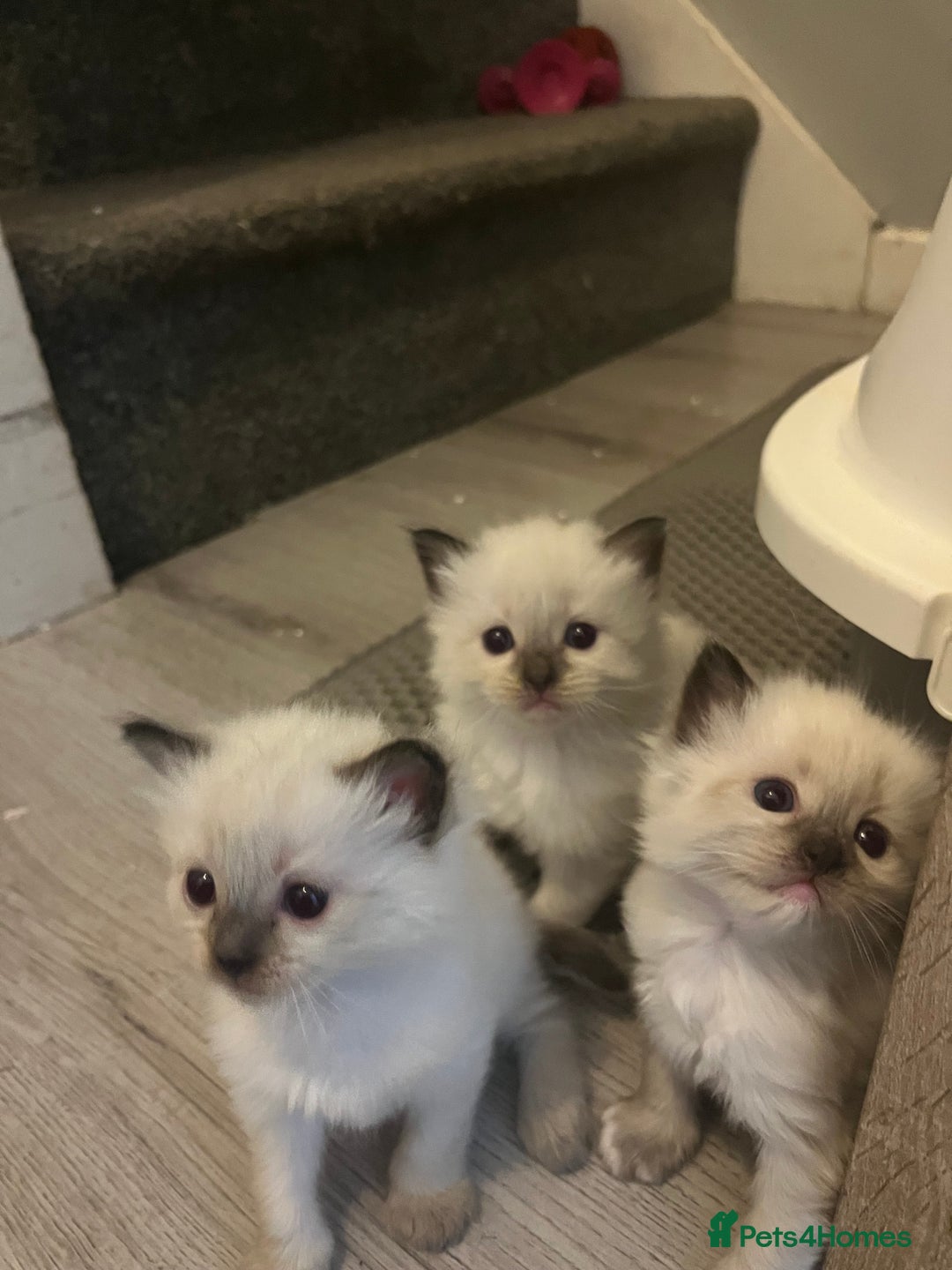 Ragdoll cats for sale: Ragdoll kittens can hold for Christmas 🎅🏼  - Image 3
