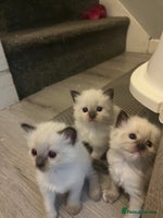 Ragdoll cats - Advert 16